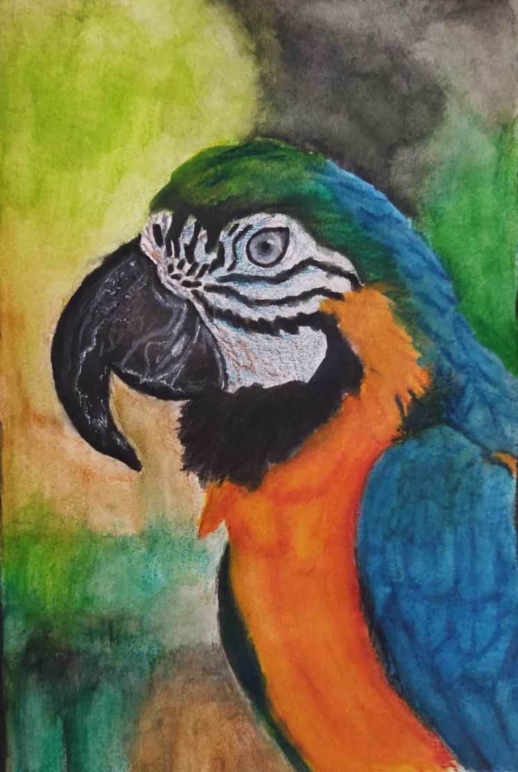 Blue and Green Macaw,
