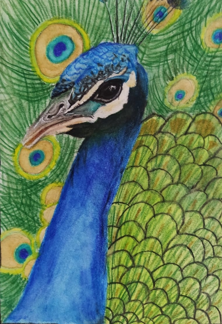 Peacock