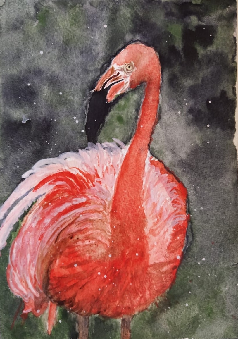 Flamingo