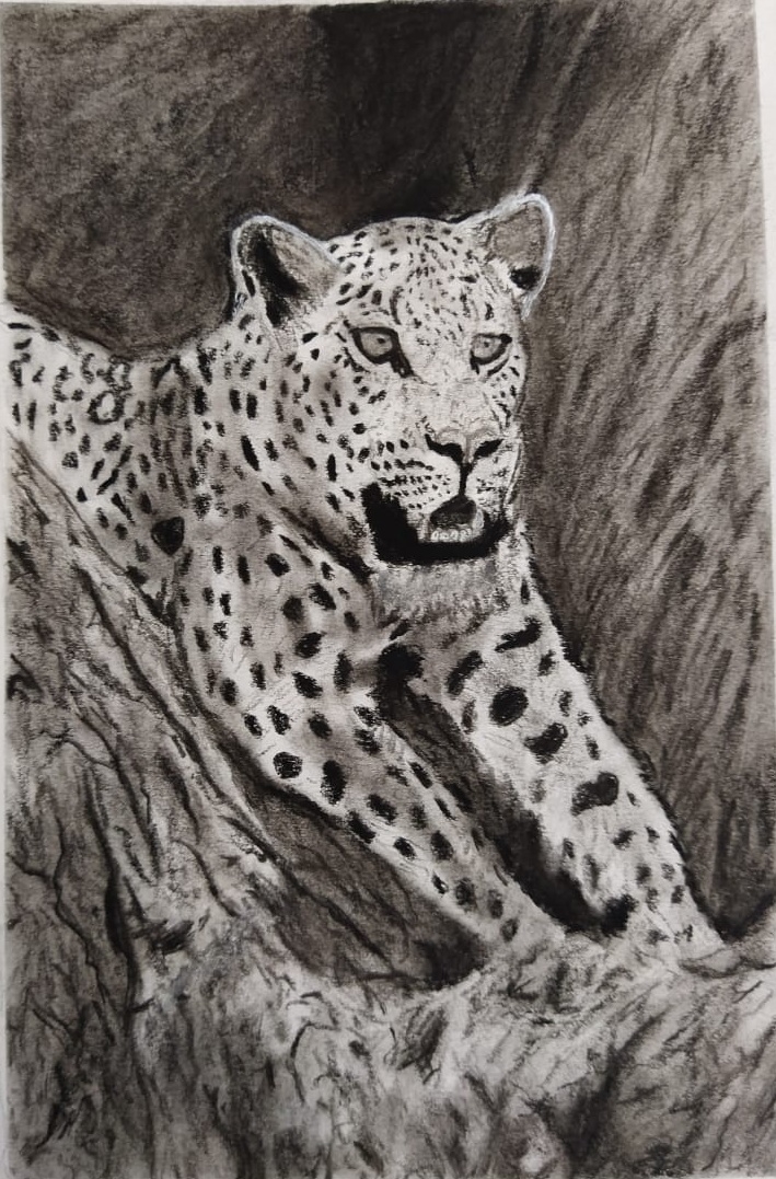  Leopard